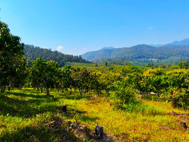  land for sale in chiang mai province 